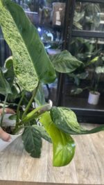 Philodendron Whipple Way mint #5 - obrazek 5