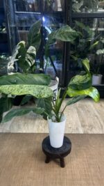 Philodendron Whipple Way mint #5