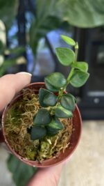 Hoya Chinghungensis variegata #14 - obrazek 4