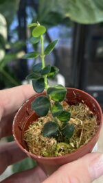 Hoya Chinghungensis variegata #14