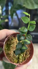 Hoya Chinghungensis variegata #14 - obrazek 3
