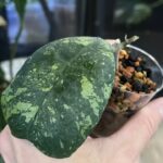 Hoya deykeae Morning Dew
