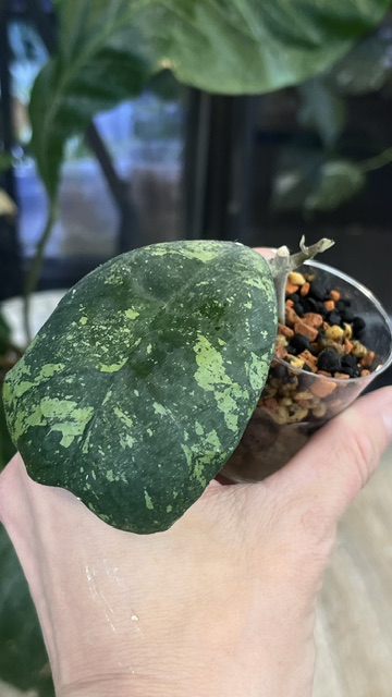 Hoya deykeae Morning Dew