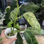 Philodendron Whipple Way mint #8