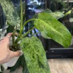 Philodendron Whipple Way mint #3