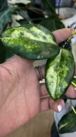 Hoya carnosa Madara 'Green Edge' / sadzonka cięta/ 1w2l #2 - obrazek 2