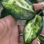 Hoya carnosa 'Madara Green Edge', rzadka roślina kolekcjonerska o jasnych liściach z ciemnozieloną obwódką, luksusowe pnącze o woskowych kwiatach, Variegarden.