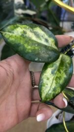 Hoya carnosa 'Madara Green Edge', rzadka roślina kolekcjonerska o jasnych liściach z ciemnozieloną obwódką, luksusowe pnącze o woskowych kwiatach, Variegarden.