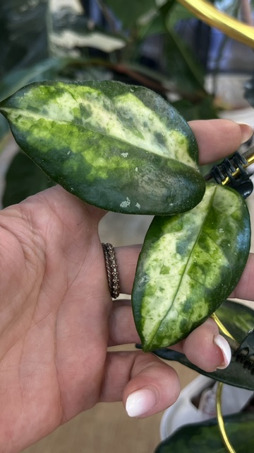 Hoya carnosa 'Madara Green Edge', rzadka roślina kolekcjonerska o jasnych liściach z ciemnozieloną obwódką, luksusowe pnącze o woskowych kwiatach, Variegarden. Hoya carnosa 'Madara Green Edge', rzadka roślina kolekcjonerska o jasnych liściach z ciemnozieloną obwódką, luksusowe pnącze o woskowych kwiatach, Variegarden.