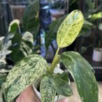 Philodendron Whipple Way mint #6