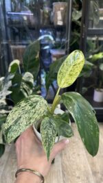 Philodendron Whipple Way mint #7 - obrazek 6