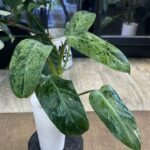 Philodendron Whipple Way mint #9