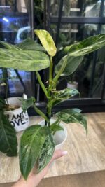 Philodendron Whipple Way mint #7 - obrazek 3