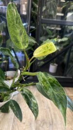 Philodendron Whipple Way mint #7