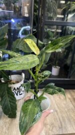 Philodendron Whipple Way mint #7 - obrazek 4