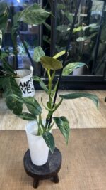 Philodendron Whipple Way mint #7 - obrazek 5