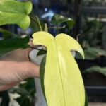 Philodendron Florida Ghost #5