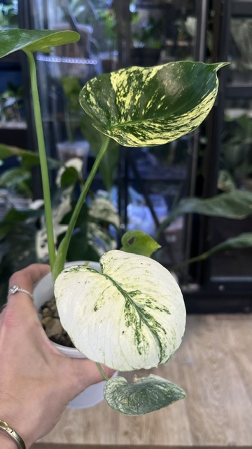 Monstera Siam Mint