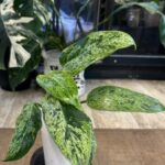Philodendron Whipple Way mint #12