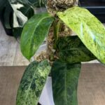 Philodendron Whipple Way mint #13