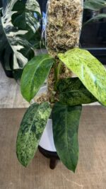 Philodendron Whipple Way mint #13