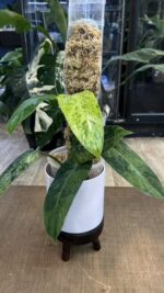 Philodendron Whipple Way mint #13 - obrazek 3