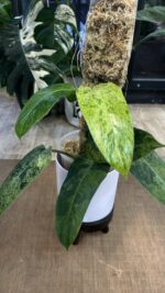 Philodendron Whipple Way mint #13 - obrazek 2