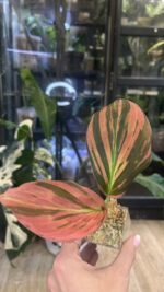 Kaempferia pulchra Variegata #1 - obrazek 2
