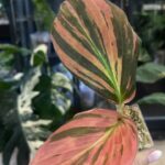 Kaempferia pulchra variegata, rzadka roślina kolekcjonerska o płaskich liściach w pawie wzory z kremową variegacją, VarieGarden