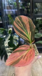 Kaempferia pulchra variegata, rzadka roślina kolekcjonerska o płaskich liściach w pawie wzory z kremową variegacją, VarieGarden
