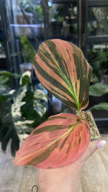 Kaempferia pulchra variegata, rzadka roślina kolekcjonerska o płaskich liściach w pawie wzory z kremową variegacją, VarieGarden