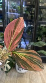 Kaempferia pulchra Variegata #1 - obrazek 3