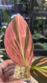 Kaempferia pulchra Variegata #1 - obrazek 4