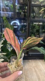 Kaempferia pulchra Variegata #1 - obrazek 5