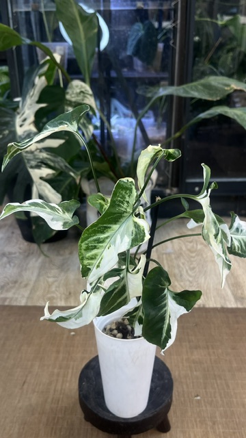 Syngonium T25