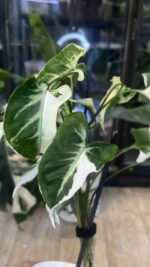 Syngonium T25 #4 - obrazek 3