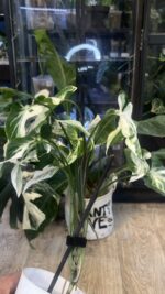 Syngonium T25 #4 - obrazek 4