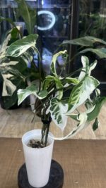 Syngonium T25 #4 - obrazek 5