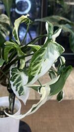 Syngonium T25 #4 - obrazek 6