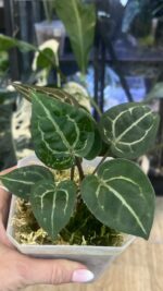 Anthurium Michelle #1 - obrazek 2