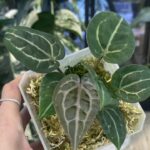 Anthurium Michelle
