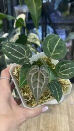 Anthurium Michelle