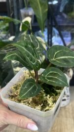 Anthurium Michelle #1 - obrazek 3