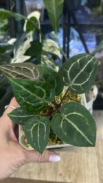 Anthurium Michelle #1 - obrazek 4