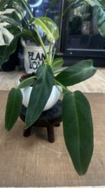 Philodendron Spiritus Sancti