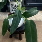 Philodendron Spiritus Sancti