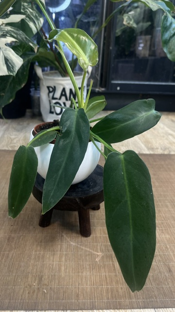 Philodendron Spiritus Sancti