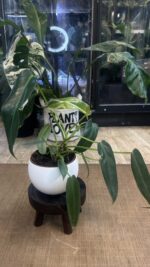 Philodendron spiritus-sancti #2 - obrazek 3