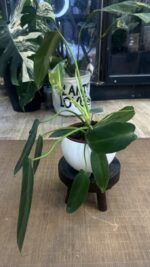 Philodendron spiritus-sancti #2 - obrazek 4