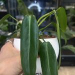 Philodendron spiritus-sancti #3